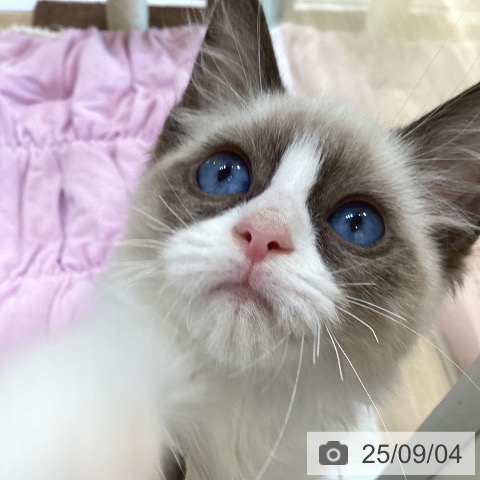 ラグドールの写真