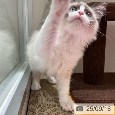 ラグドールの写真