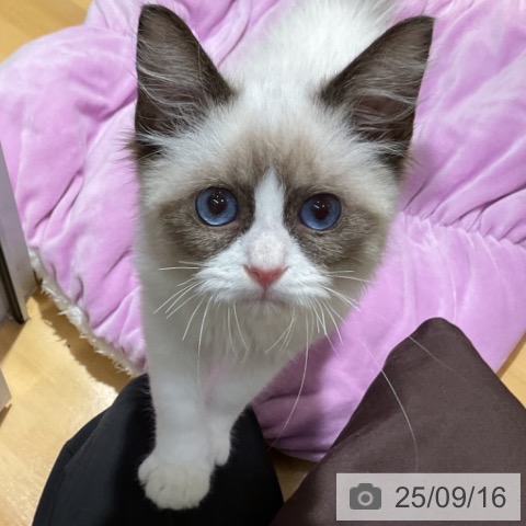 ラグドールの写真