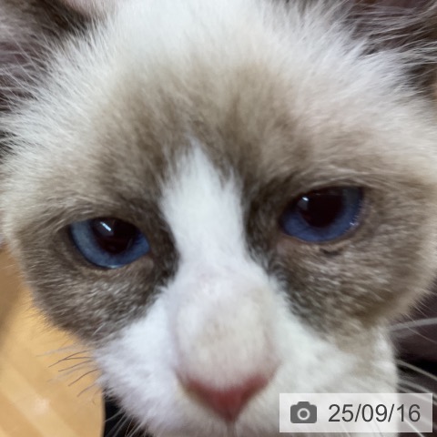 ラグドールの写真