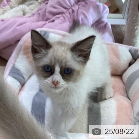 ラグドールの写真