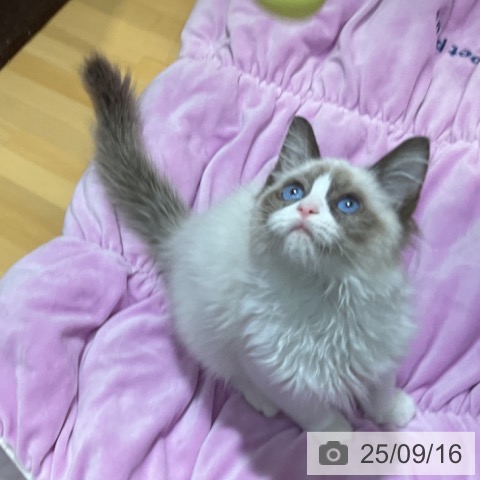 ラグドールの写真