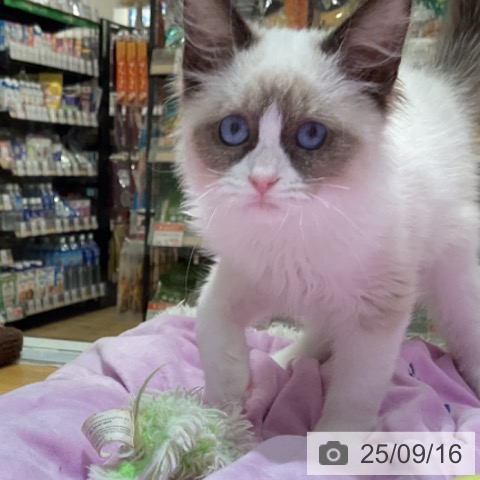 ラグドールの写真