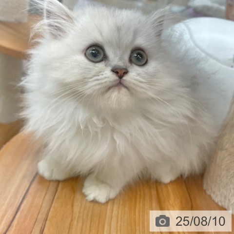 ペルシャの写真