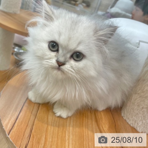 ペルシャの写真