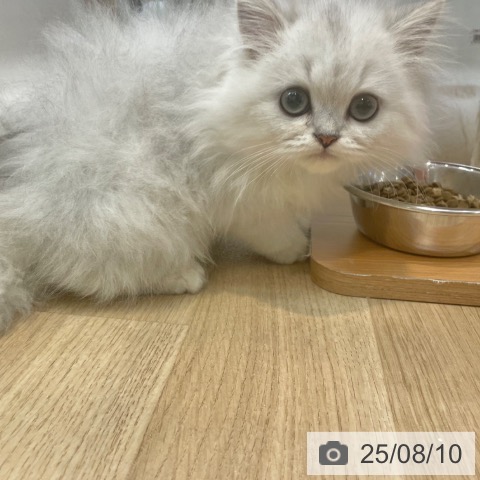 ペルシャの写真