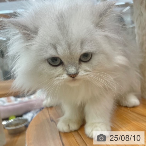 ペルシャの写真