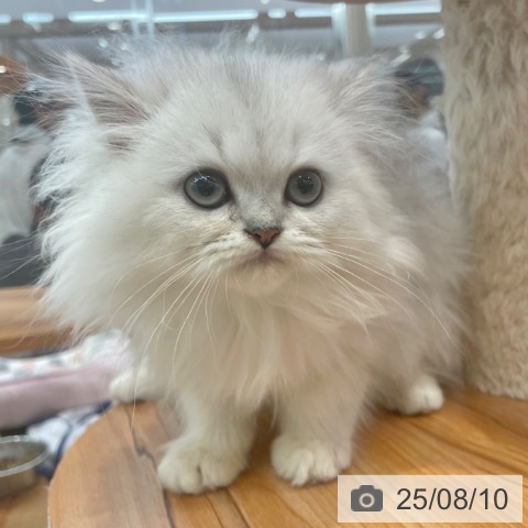 ペルシャの写真