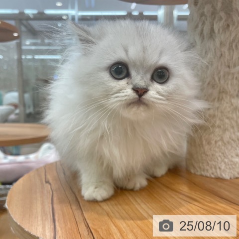 ペルシャの写真