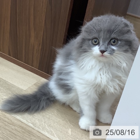 スコティッシュフォールドの写真