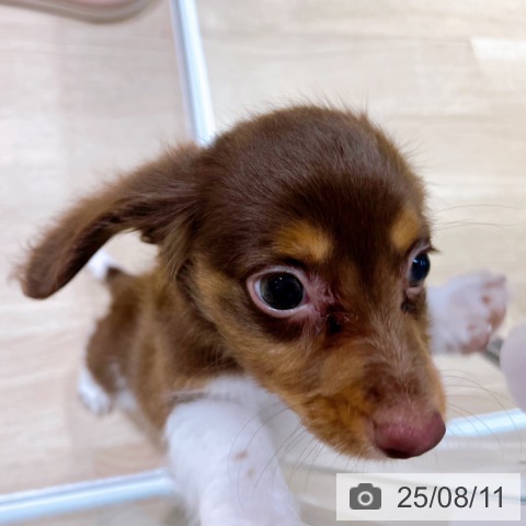 ミニチュア・ダックスフンドの写真
