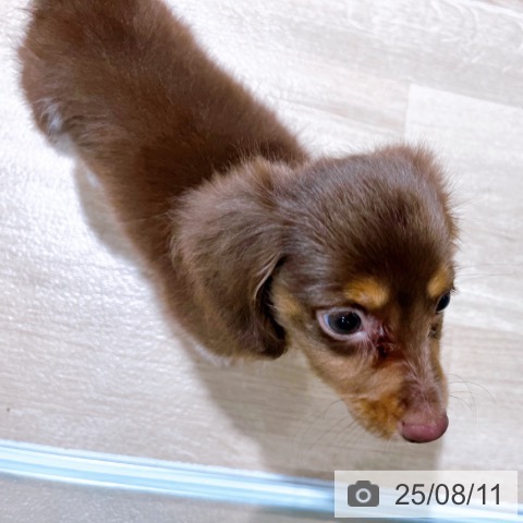 ミニチュア・ダックスフンドの写真