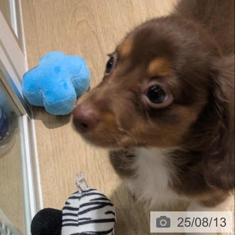 ミニチュア・ダックスフンドの写真