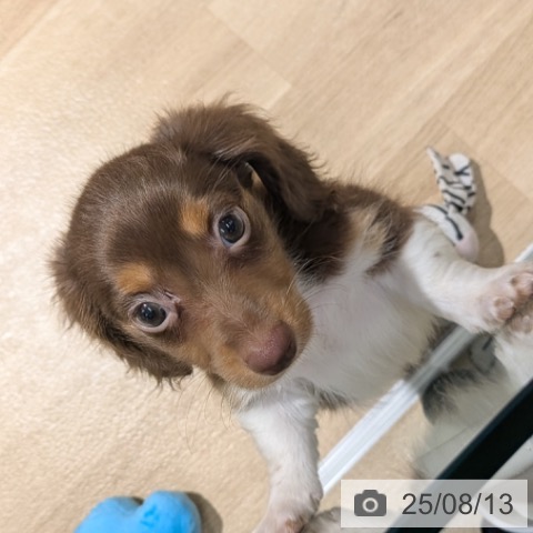ミニチュア・ダックスフンドの写真