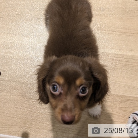 ミニチュア・ダックスフンドの写真