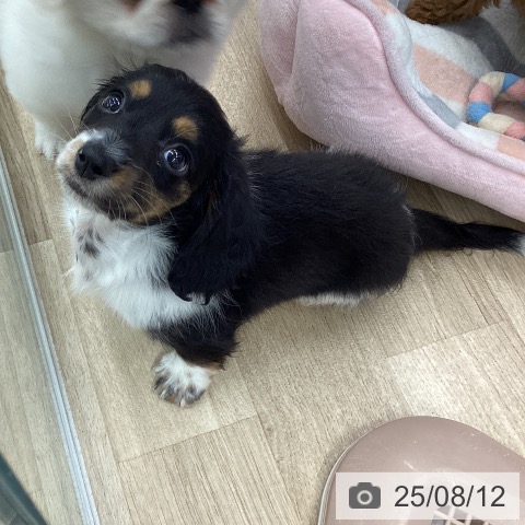 ミニチュア・ダックスフンドの写真