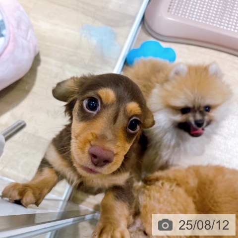 ミニチュア・ダックスフンドの写真