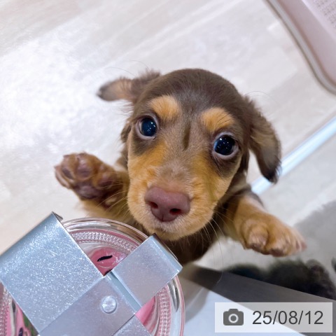 ミニチュア・ダックスフンドの写真
