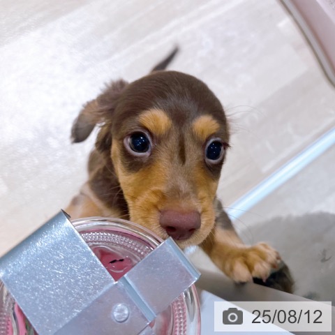 ミニチュア・ダックスフンドの写真