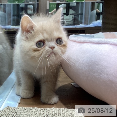 エキゾチックの写真