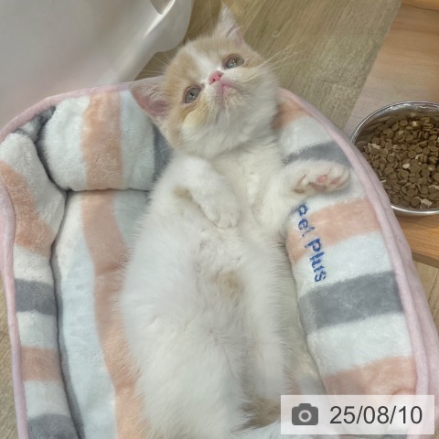 エキゾチックの写真