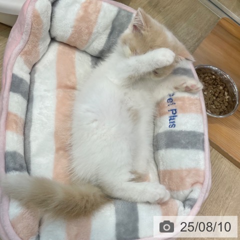 エキゾチックの写真