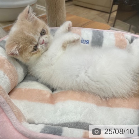 エキゾチックの写真