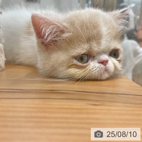 エキゾチックの写真