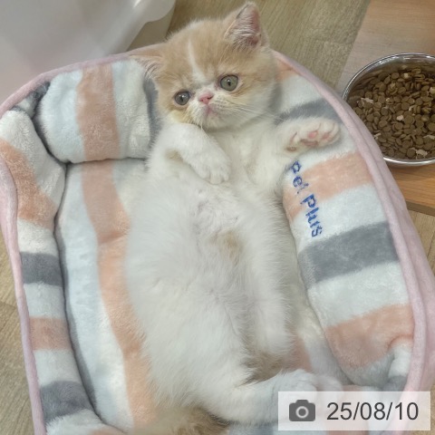 エキゾチックの写真