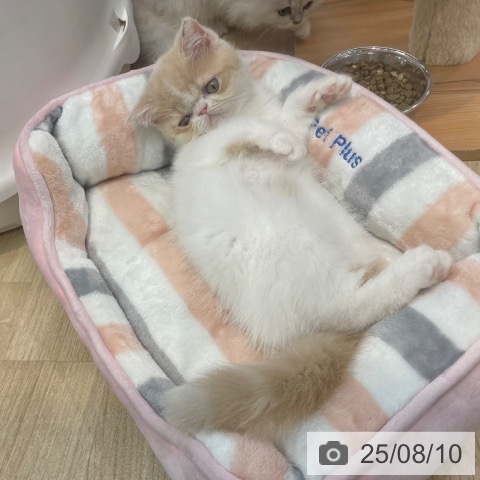 エキゾチックの写真