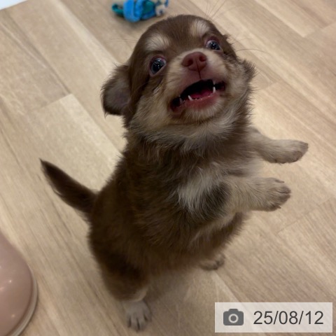 チワワの写真