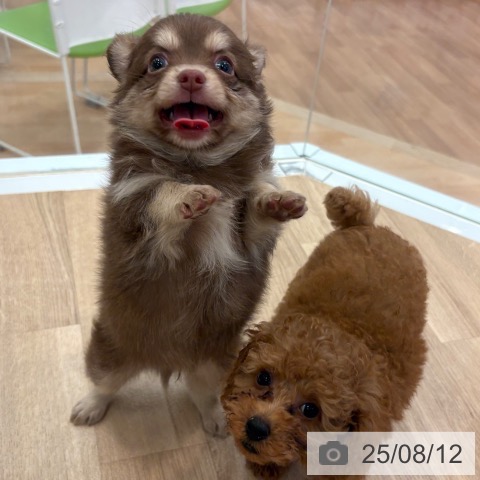 チワワの写真