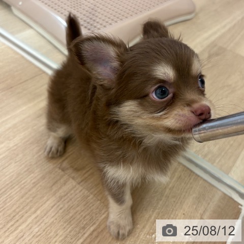 チワワの写真
