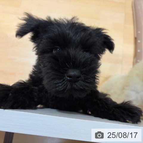 ミニチュア・シュナウザーの写真