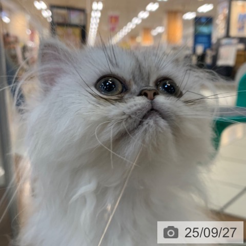 ペルシャの写真