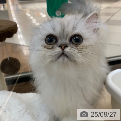 ペルシャの写真