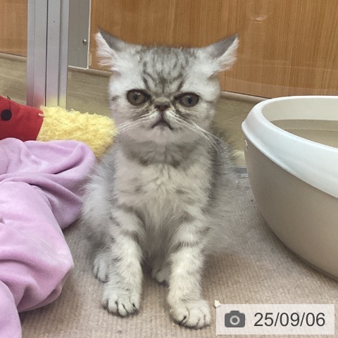 エキゾチック・ショートヘアの写真
