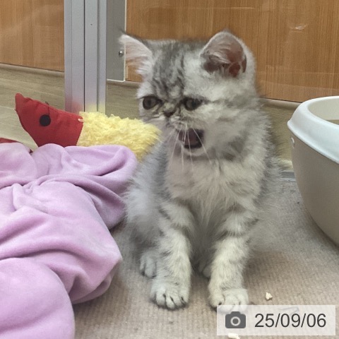 エキゾチック・ショートヘアの写真