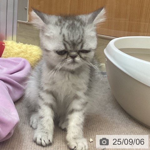 エキゾチック・ショートヘアの写真