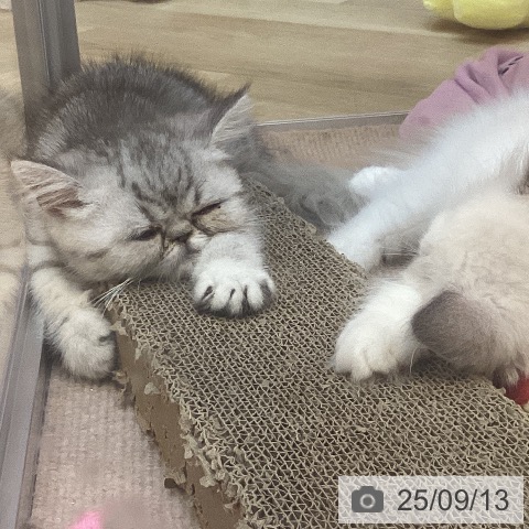 エキゾチック・ショートヘアの写真