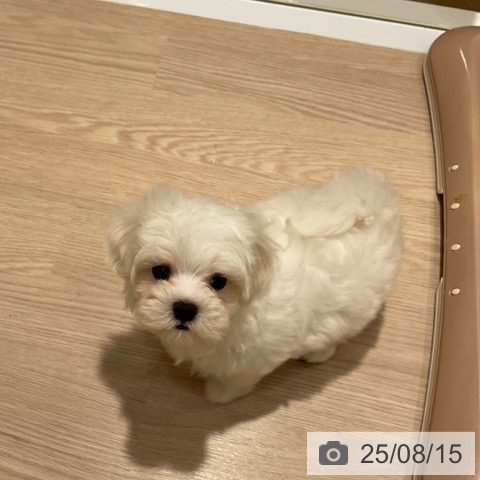 マルチーズの写真