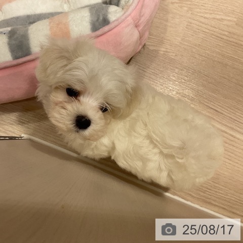 マルチーズの写真