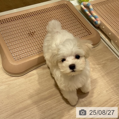 マルチーズの写真
