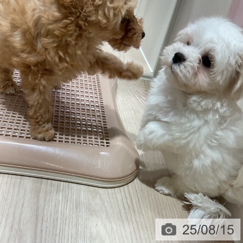 マルチーズの写真