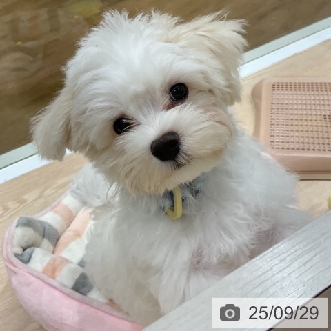 マルチーズの写真
