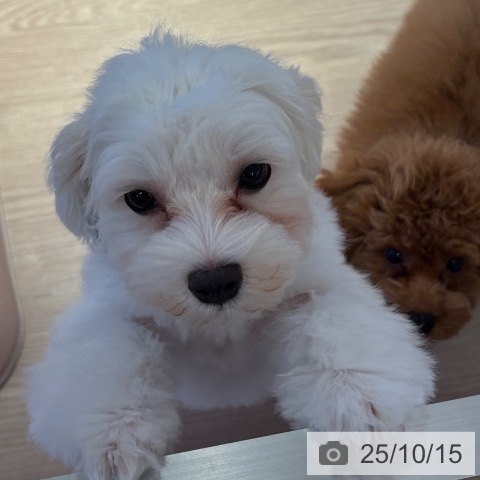 マルチーズの写真