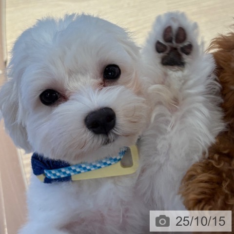 マルチーズの写真