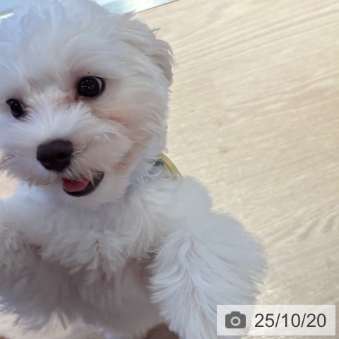 マルチーズの写真