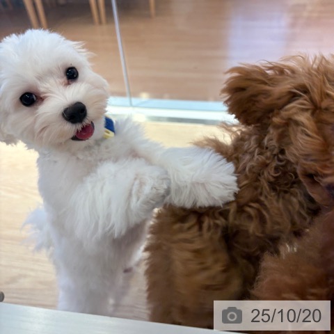 マルチーズの写真