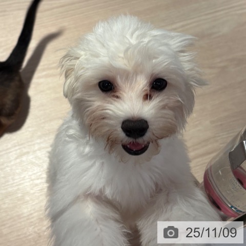 マルチーズの写真